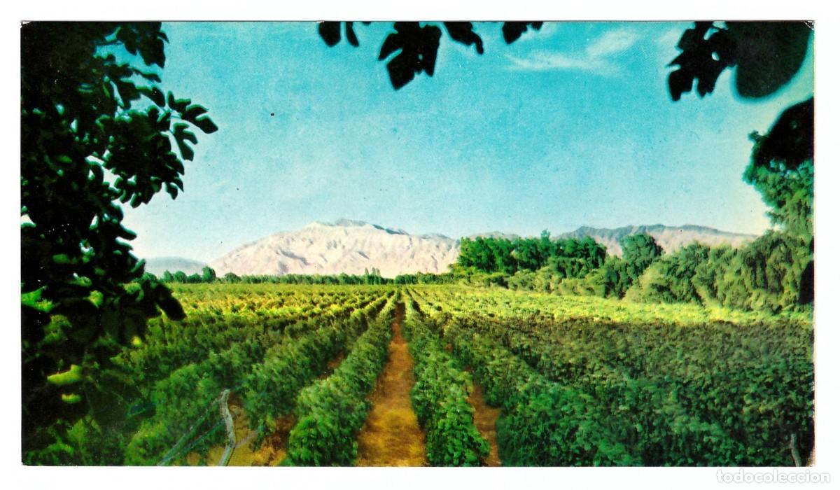 Postales: ARGENTINA &bull; VI&Ntilde;EDOS - Foto 1