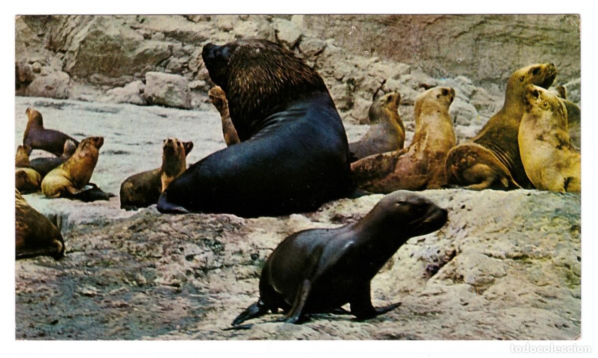 Cartoline: ARGENTINA &bull; PEN&Iacute;NSULA VALD&Eacute;S (CHUBUT) &bull; LOBOS MARINOS
