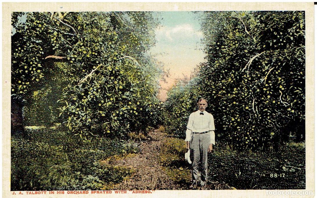Postkarten: POSTAL ANTIGUA, EEUU, J.A.TALBOT IN HIS ORCHARD SPLAYED WHIT &rdquo;ADHESO&rdquo;