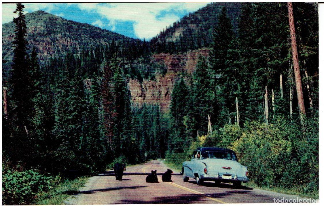 Postkarten: POSTAL ANTIGUA, EEUU, BEARS, McDONALD VALLEY IN GLACIER, NATIONAL PARK, SIN CIRCULAR