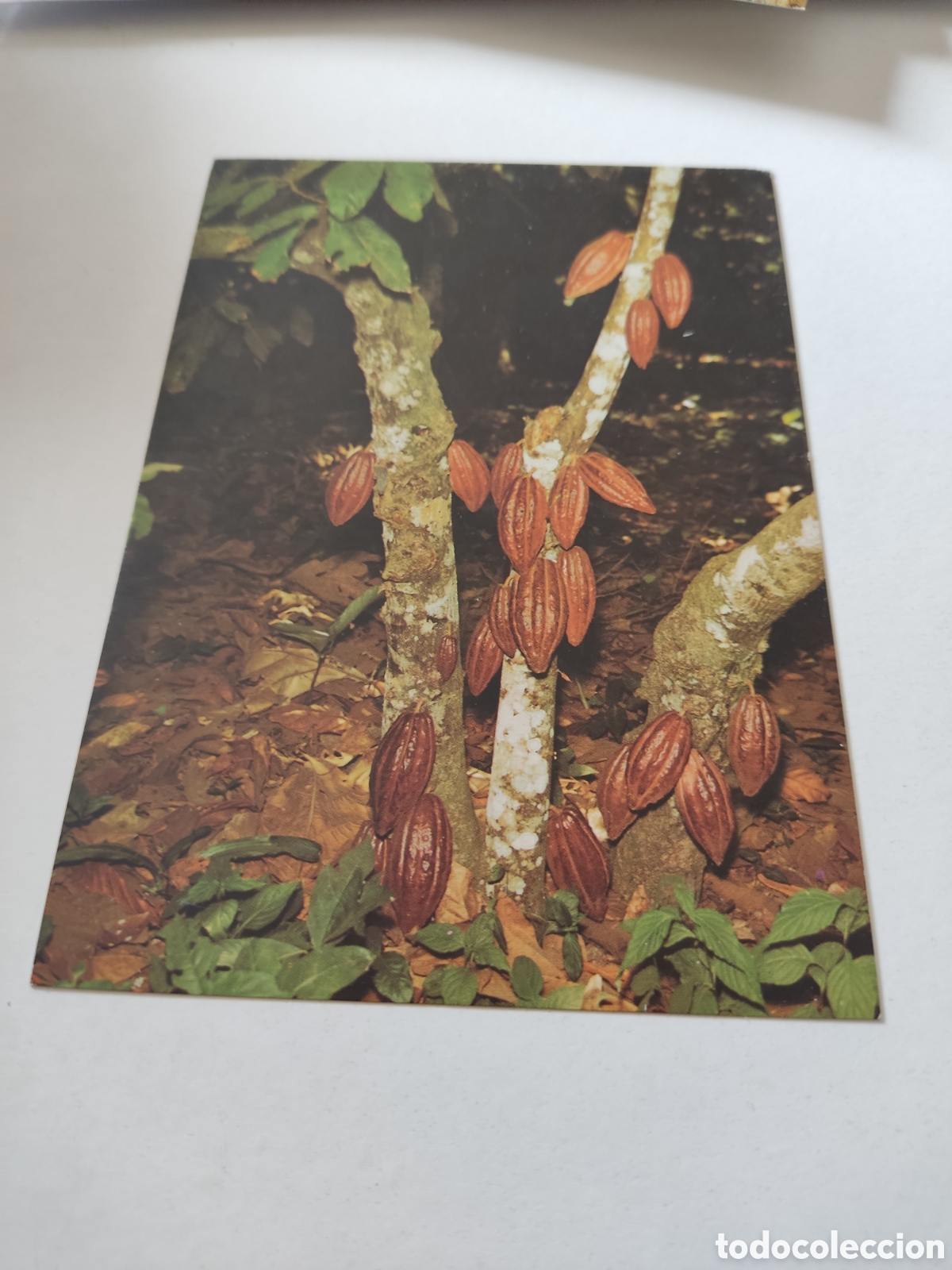 Cartoline: Postal frutas de cacao, Venezuela