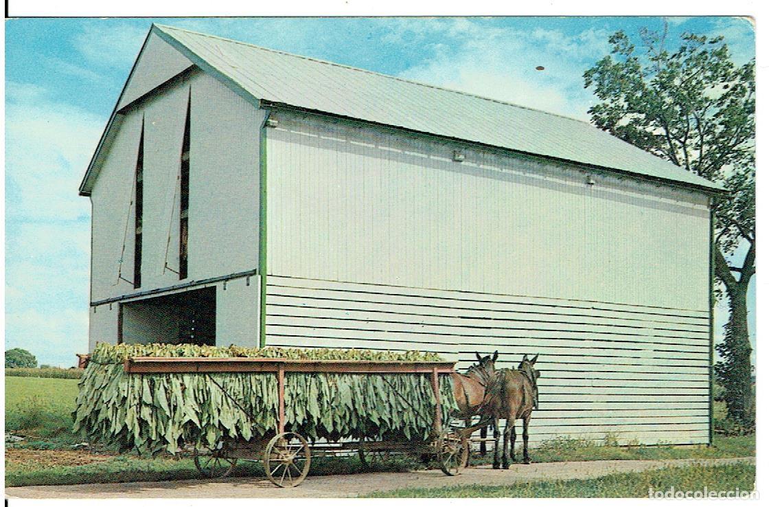 Cartoline: POSTAL ANTIGUA, EEUU, PENSYLVANIA, DUTCH TABACOO SHET, SIN CIRCULAR