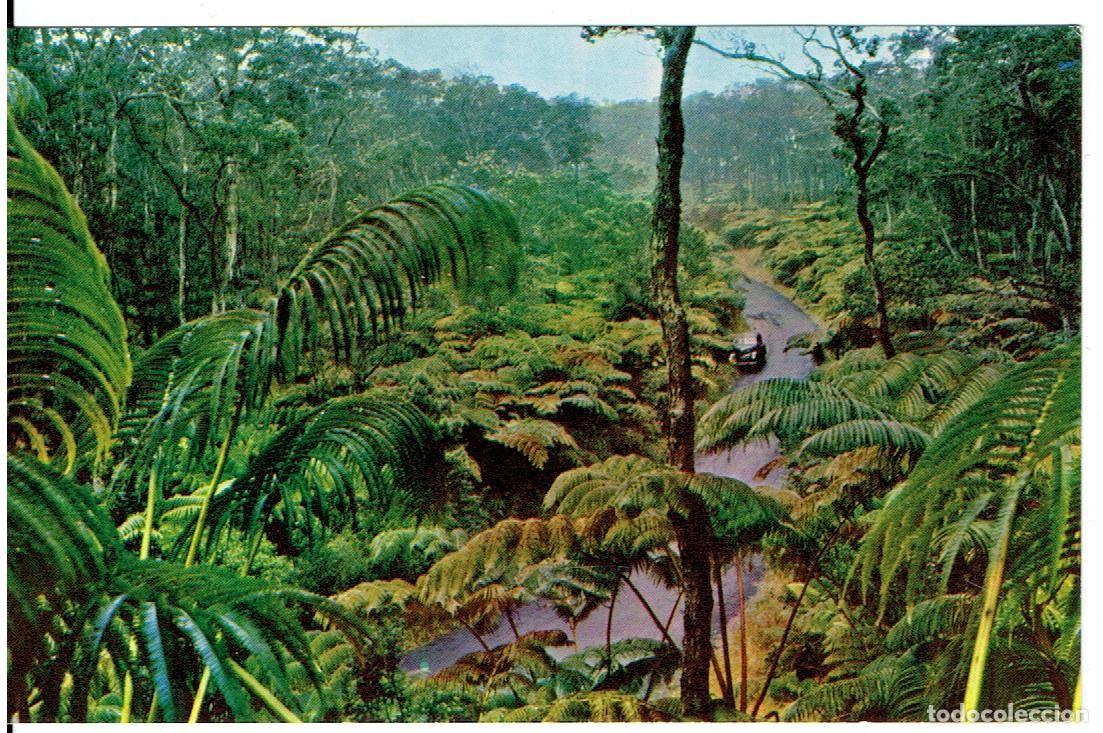 Cartoline: POSTAL ANTIGUA, EEUU, FERN FOREST, HAWAIIAN NATIONAL FOREST, SIN CIRCULAR