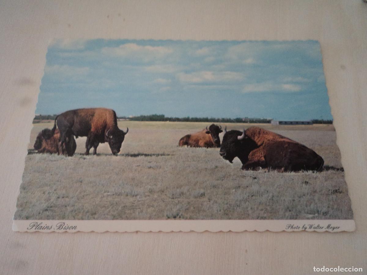 Postales: CANADA, PLAINS BISON, CIRCULADA, SELLO INTACTO
