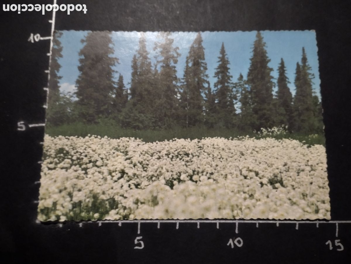 Cartes Postales: POSTAL. ESTADOS UNIDOS - ALASKA COTTON. PHOTO BY NEVA WHALEY