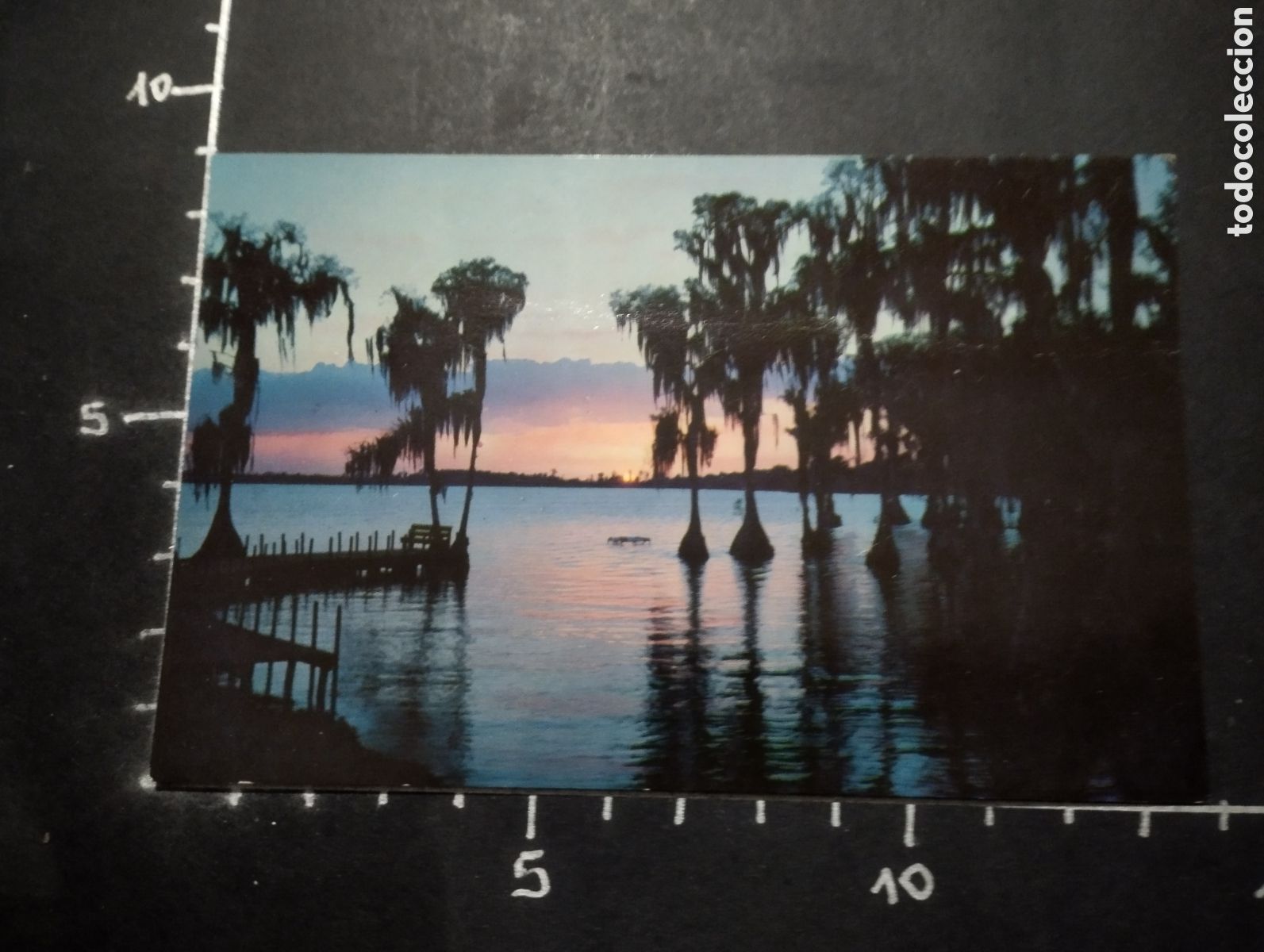 Postais: POSTAL. ESTADOS UNIDOS - THE FASCINATING SILHOUETTES OF CYPRESS TREES. CYPRESS GARDENS (FLORIDA)