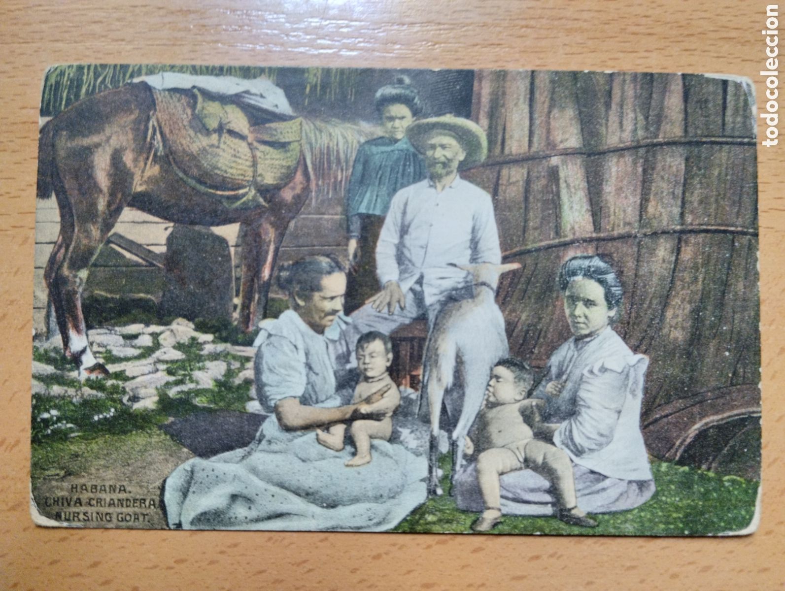 Postkarten: LA HABANA, CUBA. CHIVA CRIANDERA. NURSING GOAT.