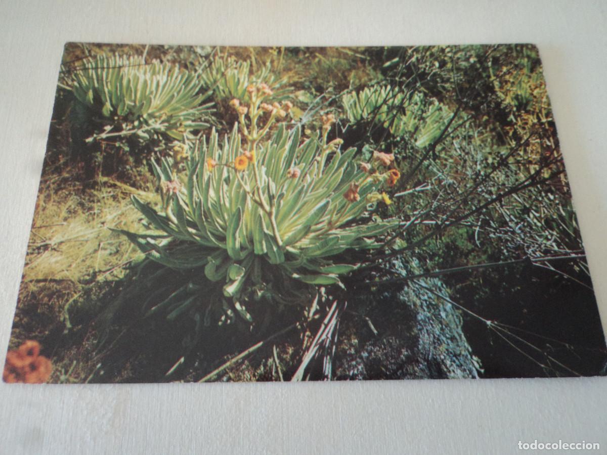 Postales: FRAILEJON DE LOS ANDES, VENEZUELA