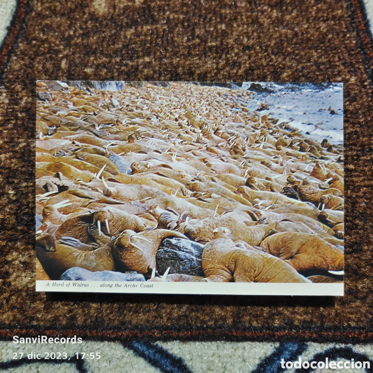 Postales: POSTAL: THE ARTIC WALRUS (CANAD&Aacute;) - Foto 1