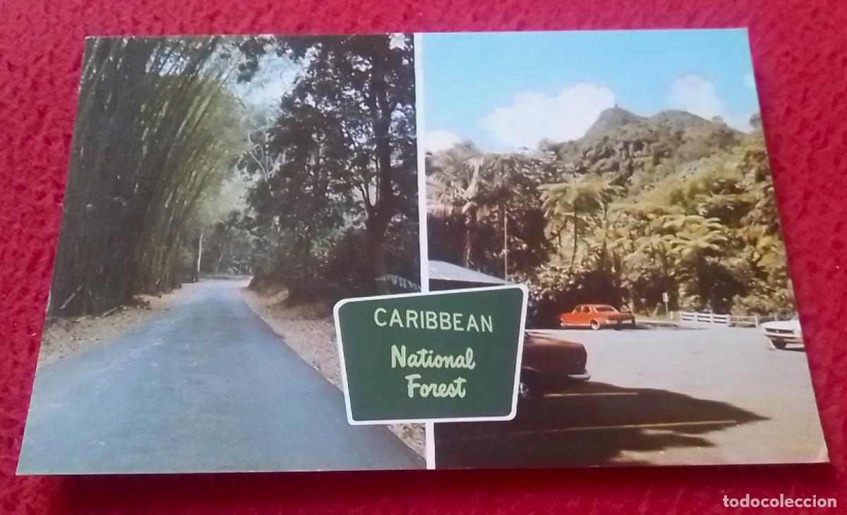 Postais: TARJETA POSTAL POST CARD CARTE POSTALE ISLA DE PUERTO RICO BOSQUE TROPICAL EL YUNQUE PALMER..