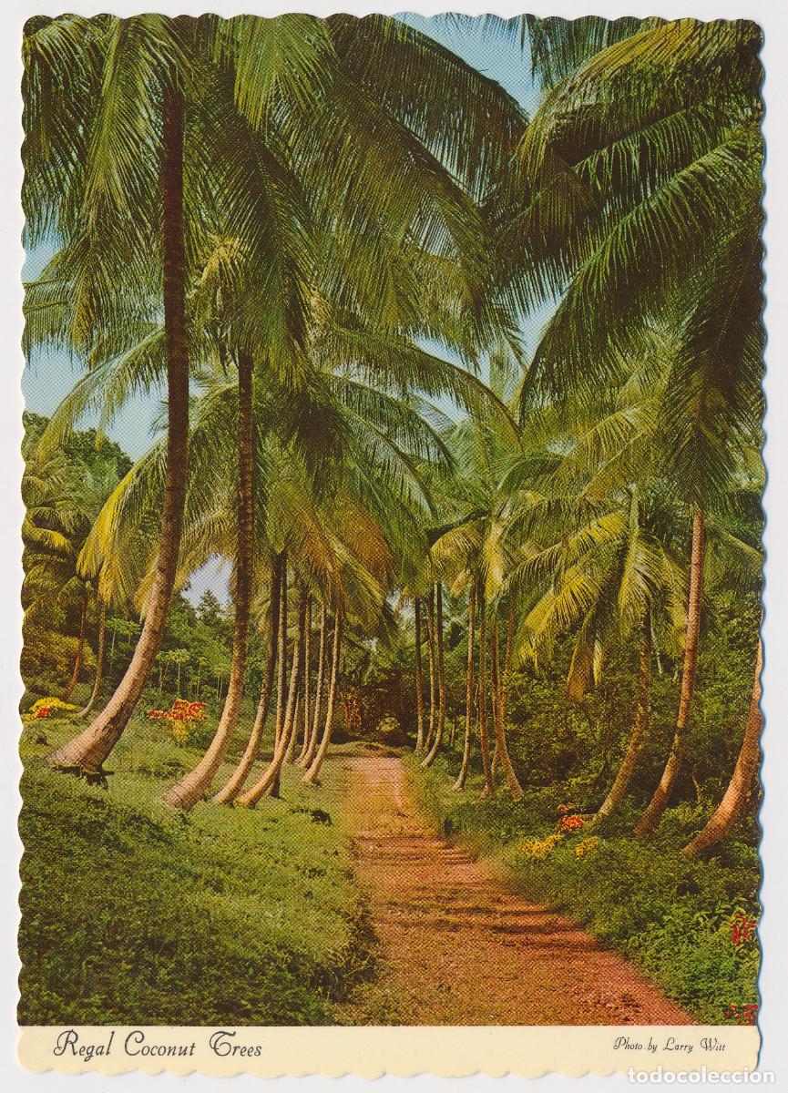 Postais: Royal Coconut Palms, Palmeras Real de Coco, Caribe, Ed. Dexter Press, a&ntilde;os/year 1970s