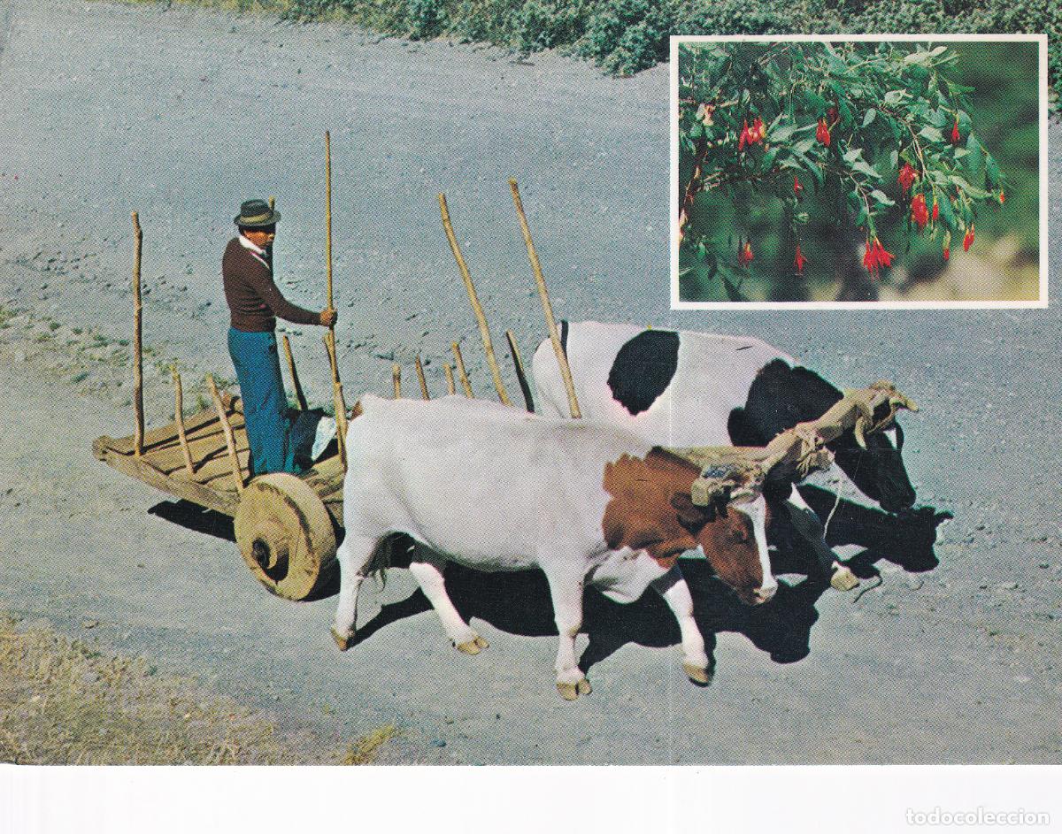 Postales: CHILE CARRETA BUEYES - Foto 1