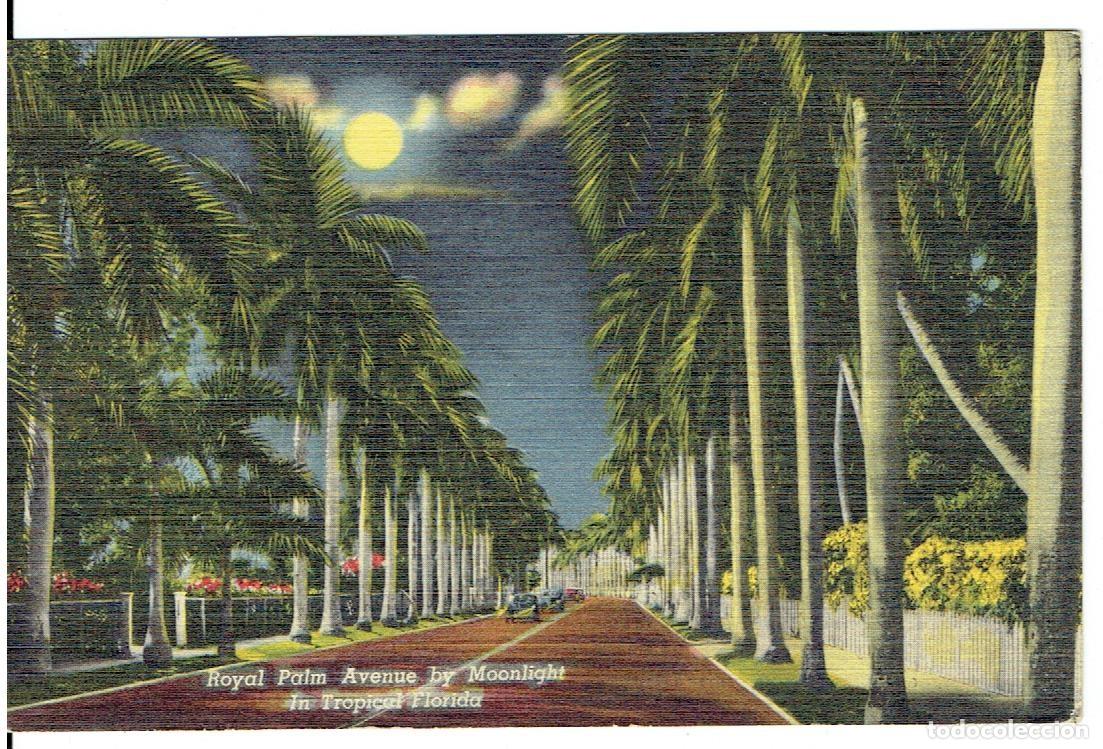 Cartoline: EEUU, ROYAL PALM, AVENUE BY MOONLIGHT IN TROPICAL FLORIDA SIN, CIRCULADA CON SU SELLO