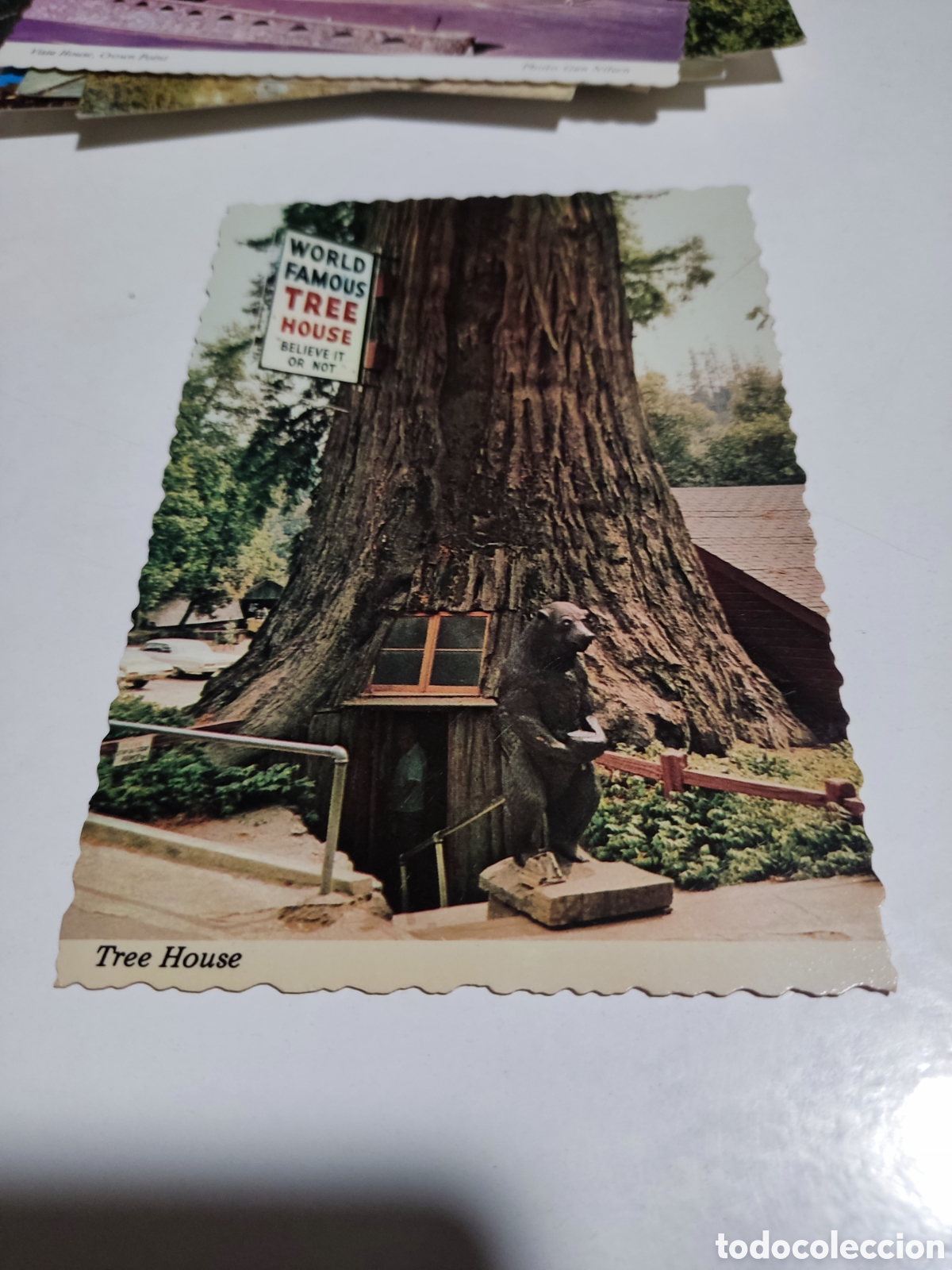 Postais: Postal tree House,world famous tree House believe it or not