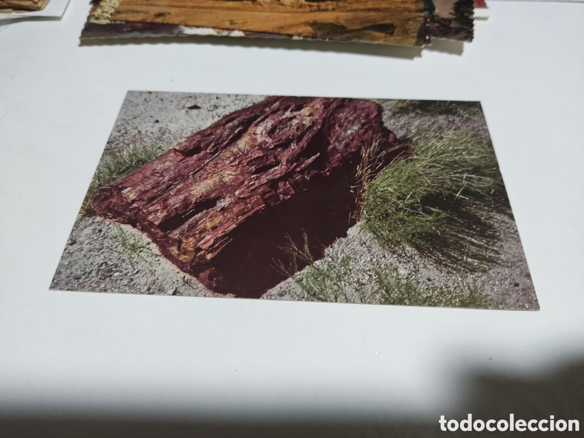 Postales: Postal bosque petrificado