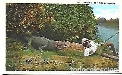 Postais: Estados Unidos ** & Postal, Esperando por uma Mordida na Fl&oacute;rida, Ed. Asheville Post Card Co. (295)