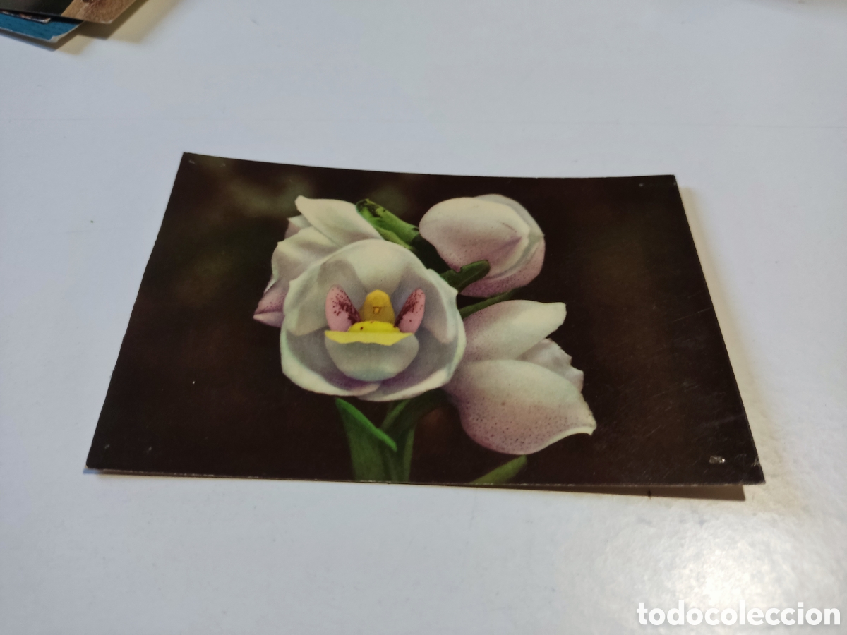 Cartes Postales: Postal flor del esp&iacute;ritu Santo, La flor nacional de Panam&aacute;,cu&ntilde;o asociaci&oacute;n de estudiantes paname&ntilde; Ba