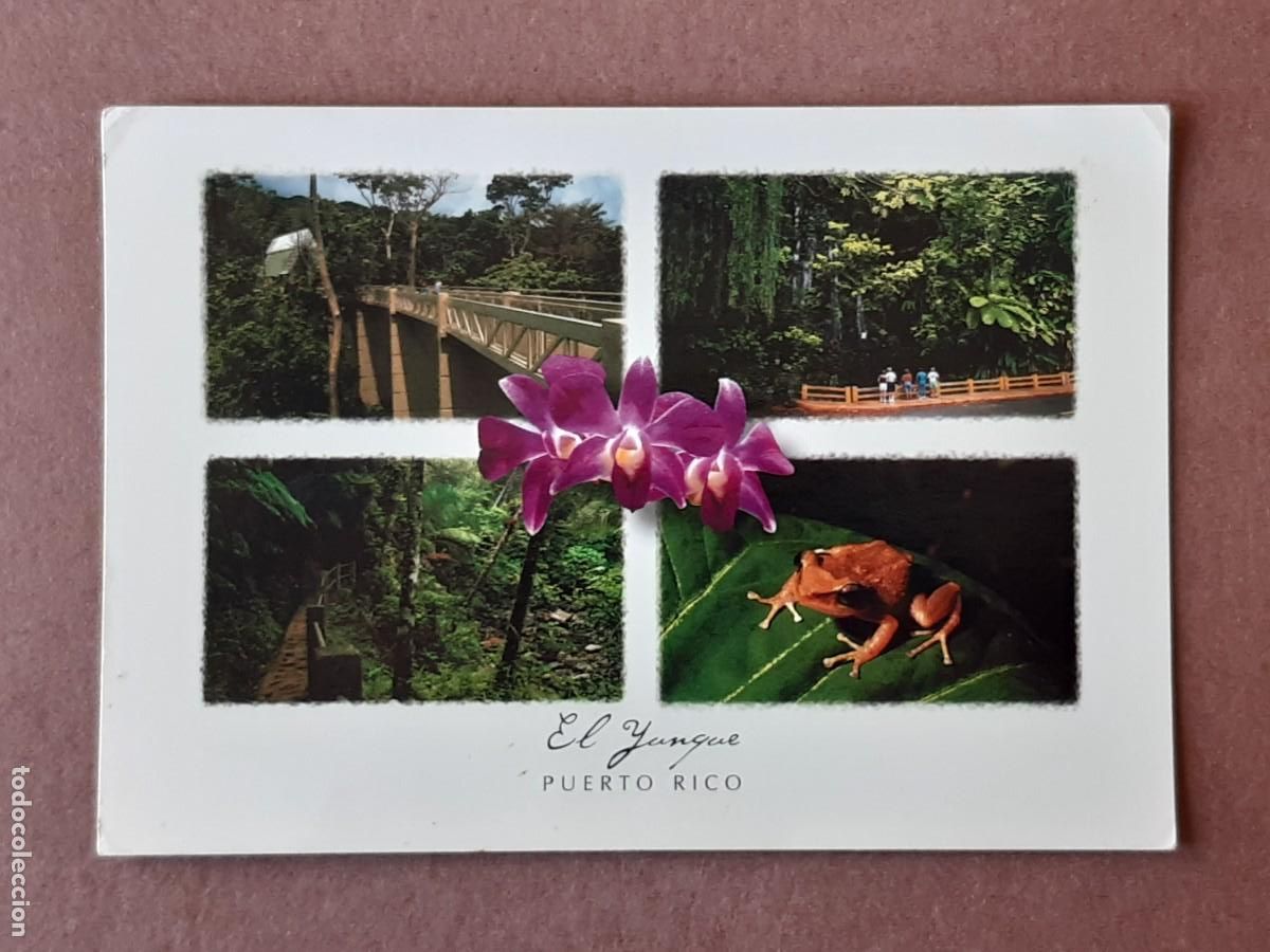 Postales: POSTAL PC137 MRJ. BOSQUE NACIONAL DEL CARIBE EL YUNQUE. PUERTO RICO. 2003. SIN CIRCULAR.