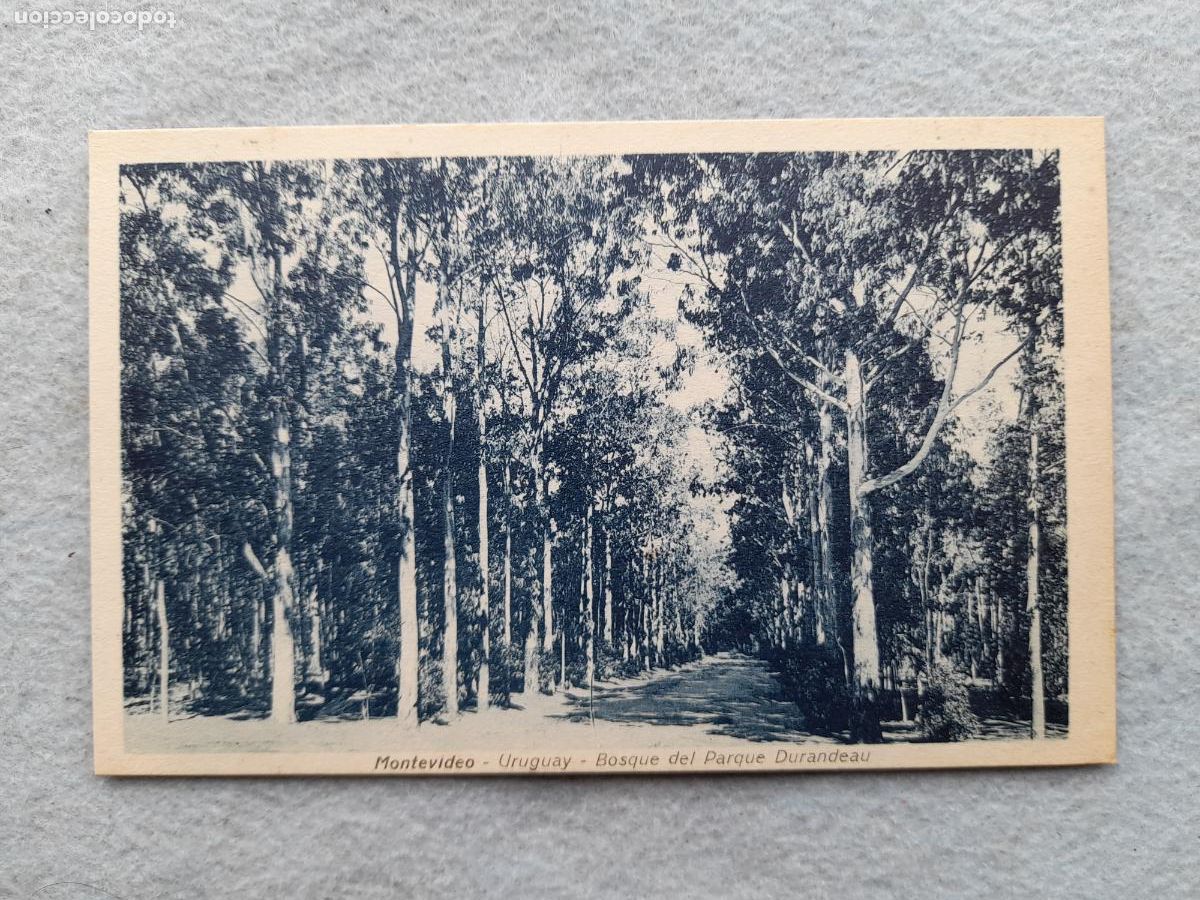Postales: Montevideo. Bosque del Parque Durandeau. - Foto 1