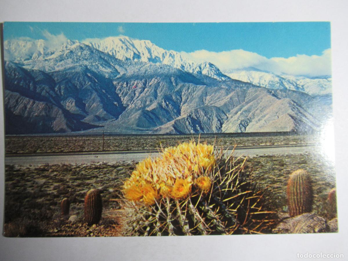 Postales: A Springtime contrast on the Desert - Foto 1