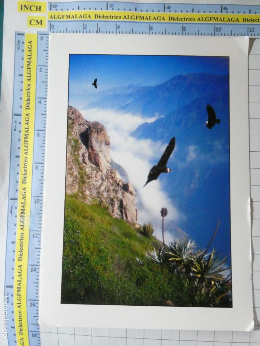 Postales: POSTAL DE PER&Uacute; PODER ANDINO NATURAL AREQUIPA &Ccedil;AGUILA C&Oacute;NDOR. 2354