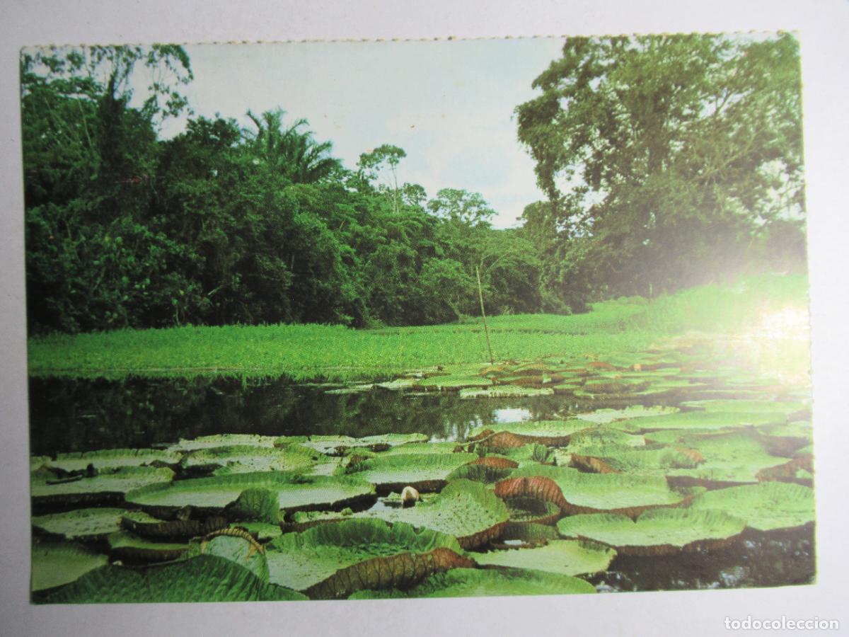 Postales: Vitoria R&eacute;gia - Amazonas - Foto 1