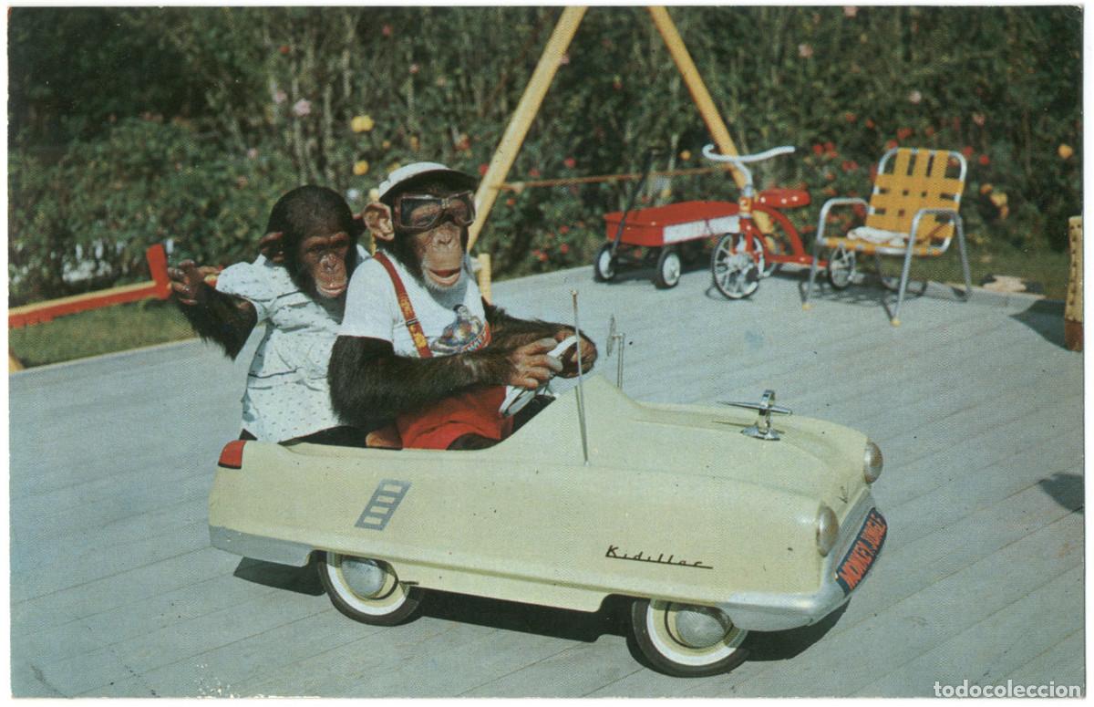 Postales: Monkey Jungle (Miami FL)_Koppel. Chimpances - Foto 1