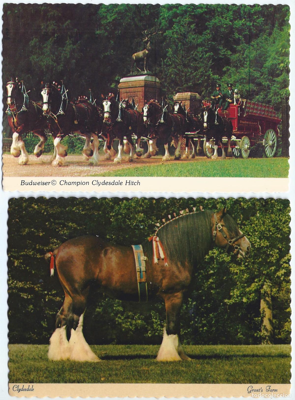 Postais: Budweiser Clydesdale - Granja Grant - St. Louis - Dexter Supreme (60's / 70's) &iexcl;Impecables!