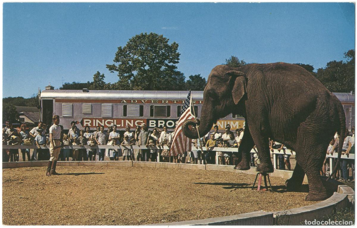 Postales: 4 postales USA Elefantes en circo - Foto 2
