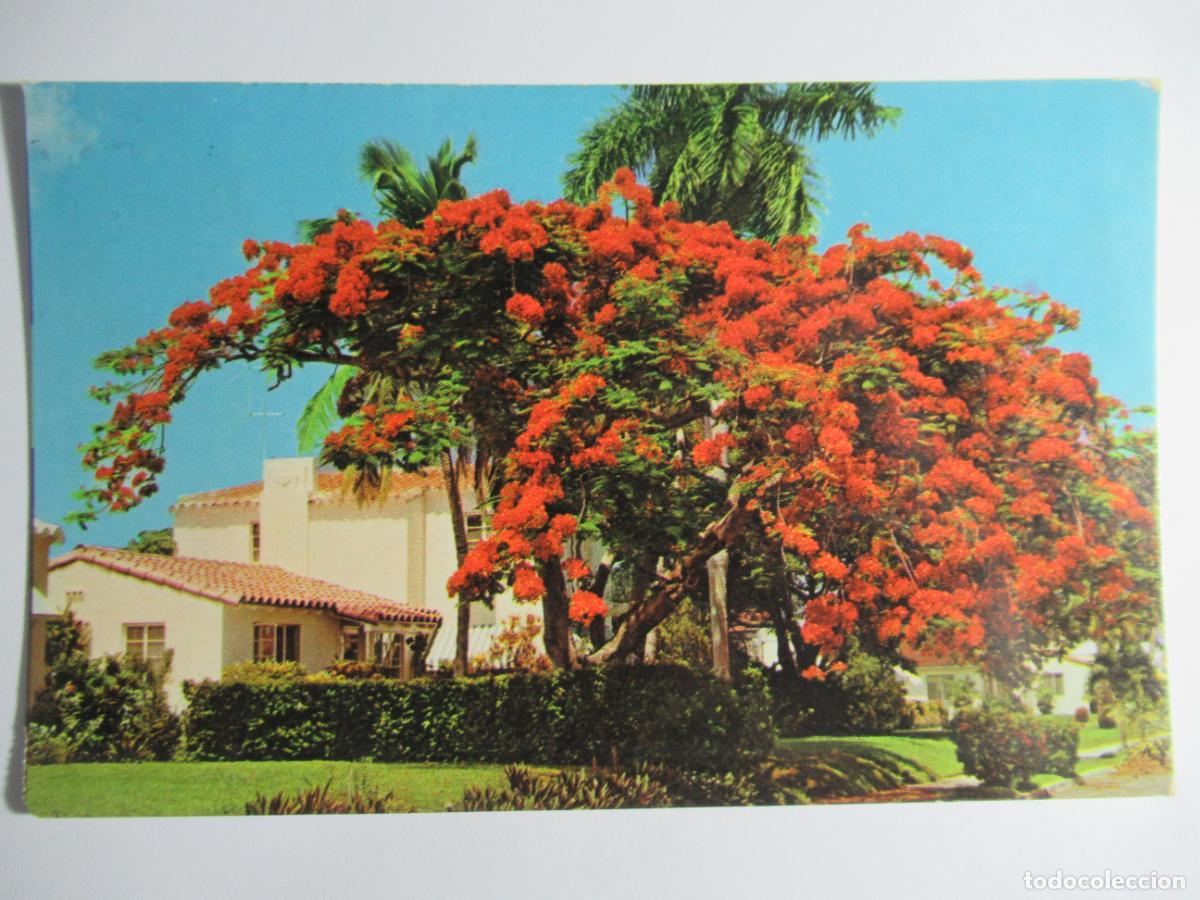 Postales: Florida - Royal Poinciana tree - Foto 1