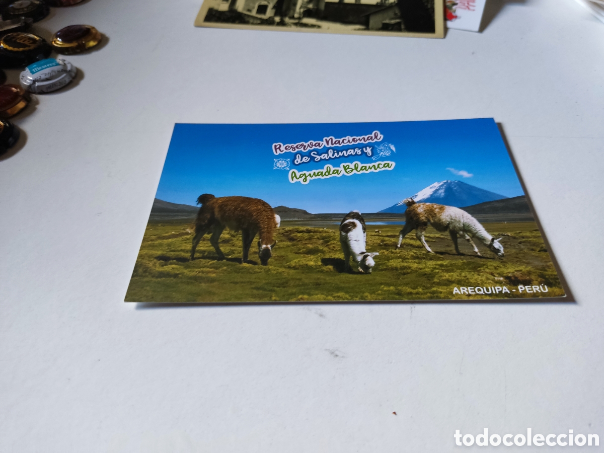 Postales: Postal Arequipa, Per&uacute;, llamas - Foto 1