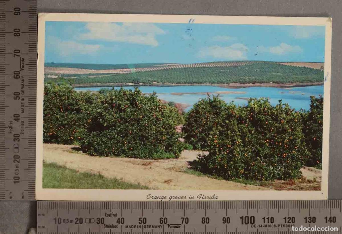 Postales: POSTAL. ORANGE GROVES IN FLORIDA - Foto 1