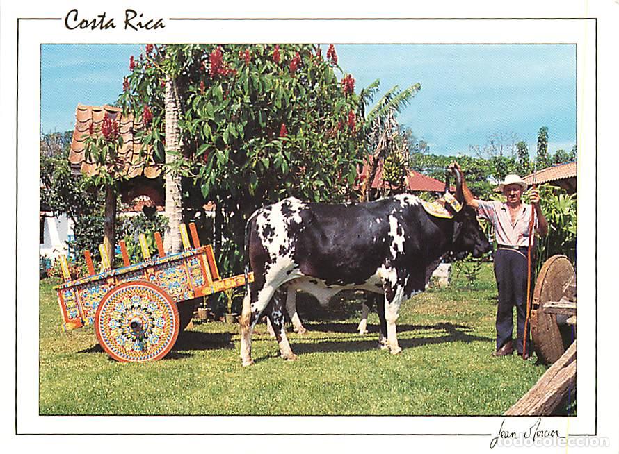 Cartoline: Format - 148 x 108 mms - Costa Rica - boyero con carreta tipica - paysan avec sa charrette typique -