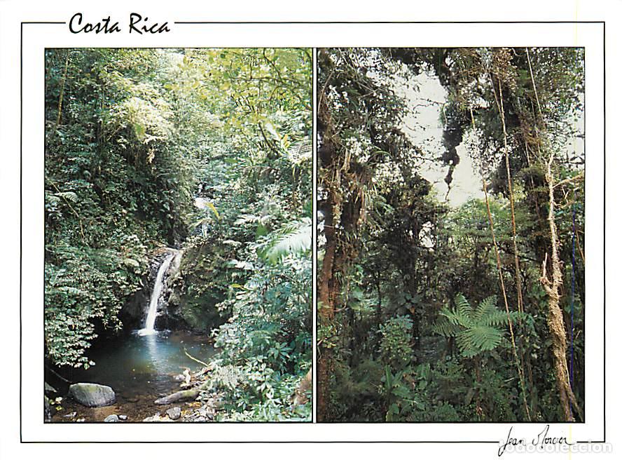 Cartoline: Format - 148 x 108 mms - Costa Rica - monteverde : bosque nuboso - foret tropicale humide - CPM - C