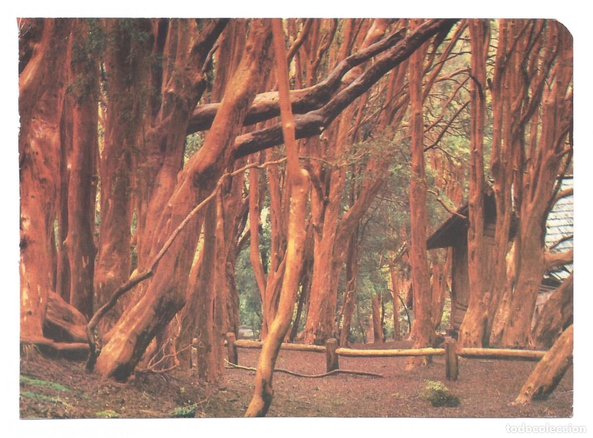 Postales: ARGENTINA. Bosque de Arrayanes. Nahuel Huapi. - Foto 1