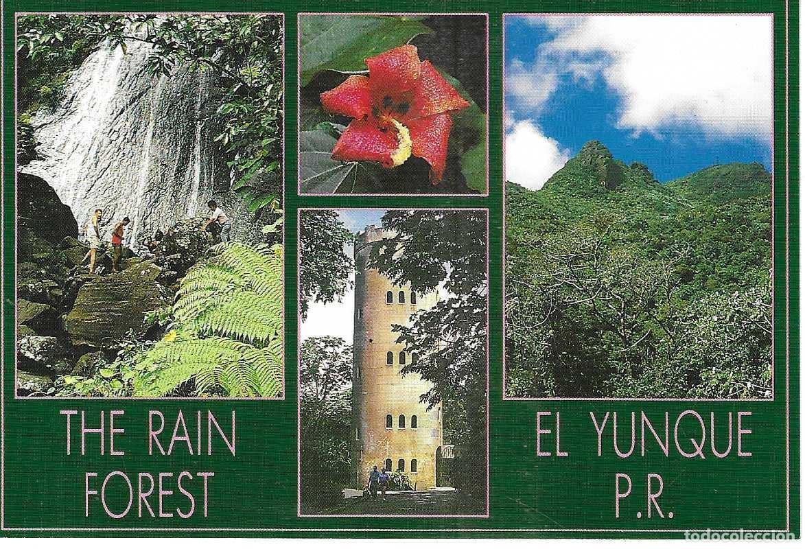 Postales: PUERTO RICO - RAIN FOREST - EL YUNQUE - Foto 1