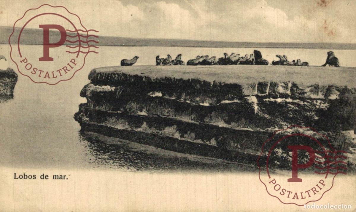 Postales: CHILE. LOBOS DE MAR. - Foto 1