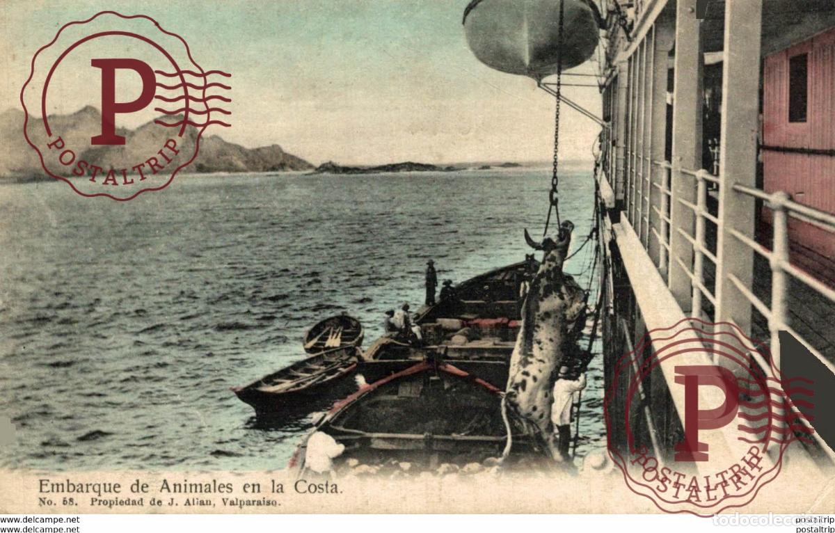 Postales: EMBARQUE DE ANIMALES EN LA COSTA. CHILE - Foto 1