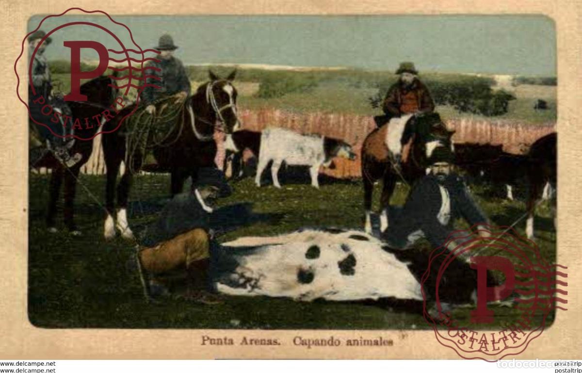 Postales: CHILE. PUNTA ARENAS. CAPANDO ANIMALES - Foto 1