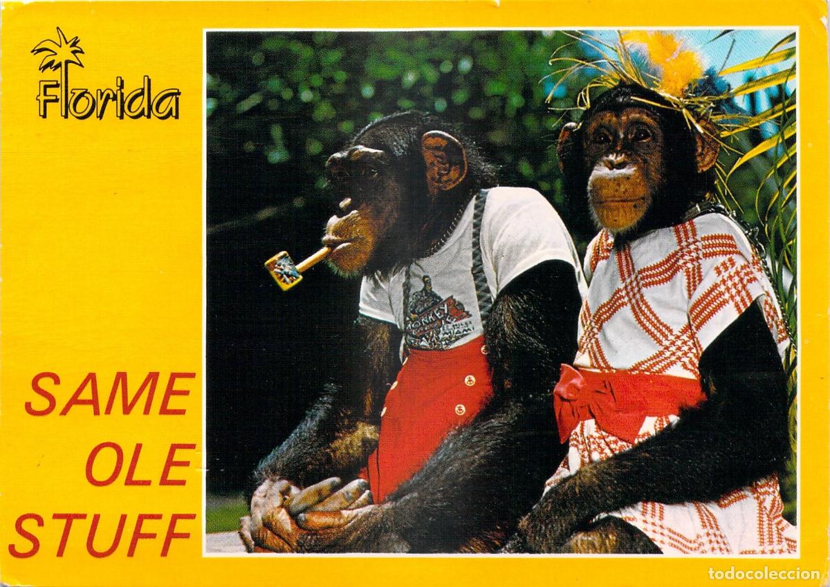Postales: Postal de Florida Chimpanc&eacute;s Vestidos Humor&iacute;stica Monkey Jungle