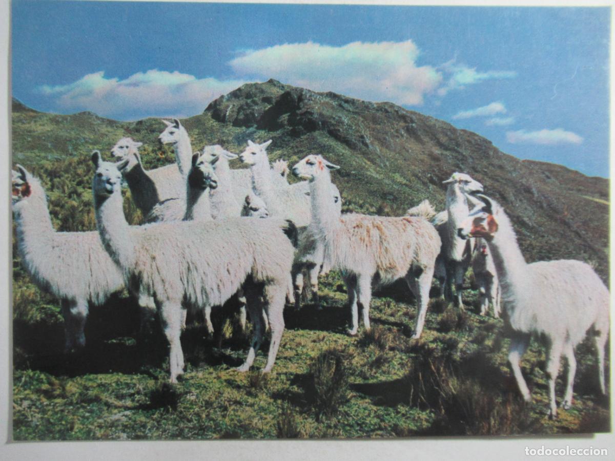 Postales: Per&uacute; - Llamas - Escrita - Foto 1