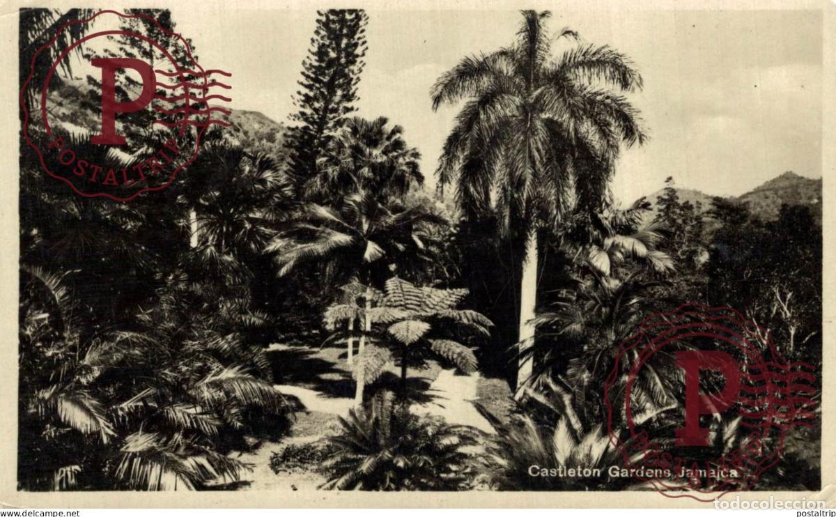 Postales: JAMAICA. CASTLETON GARDENS. - Foto 1