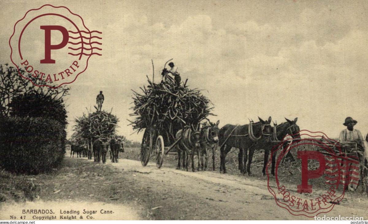 Postales: BARBADOS. LOADING SUGAR CANE - Foto 1