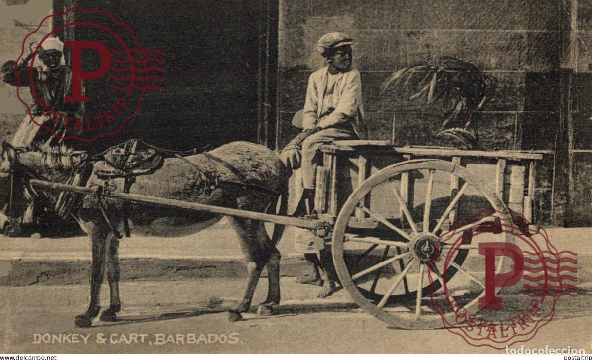 Postales: BARBADOS. DONKEY & CART - Foto 1