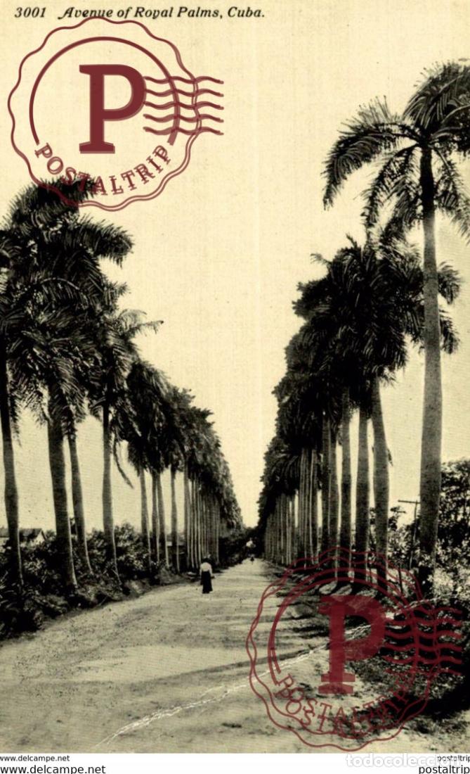Postales: CUBA. AVENUE ROYAL PALMS - Foto 1