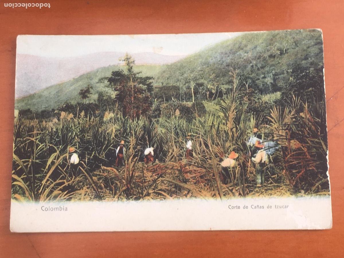 Postales: corte de ca&ntilde;as de azucar colombia postal original antigua