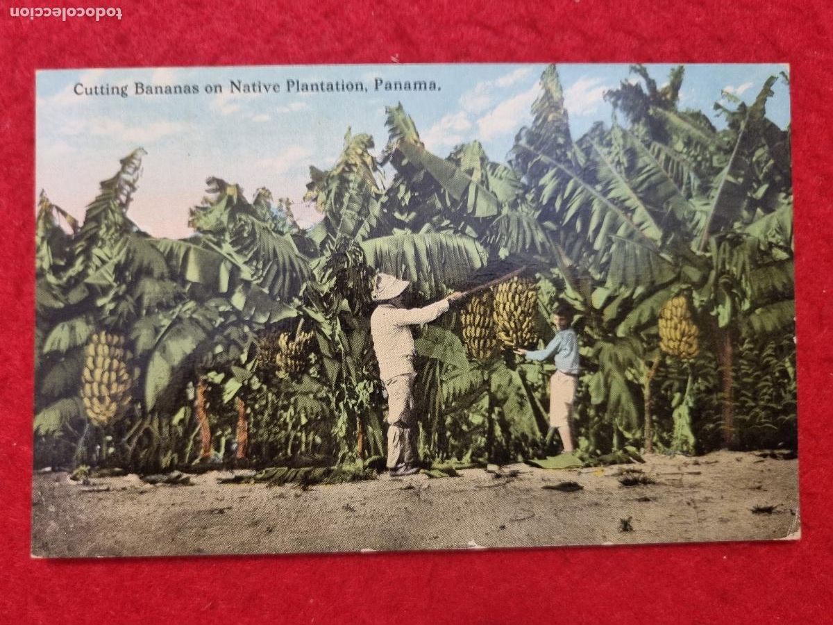 Postales: POSTAL PANAMA PLANTACION DE PLATANOS O BANANAS COSTUMBRISTA ORIGINAL P2497