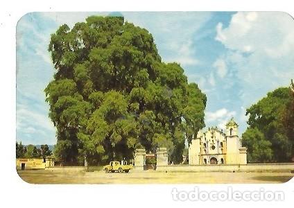 Postales: TARJETA POSTAL EL ARBOL DEL TULE OAXACA MEXICO