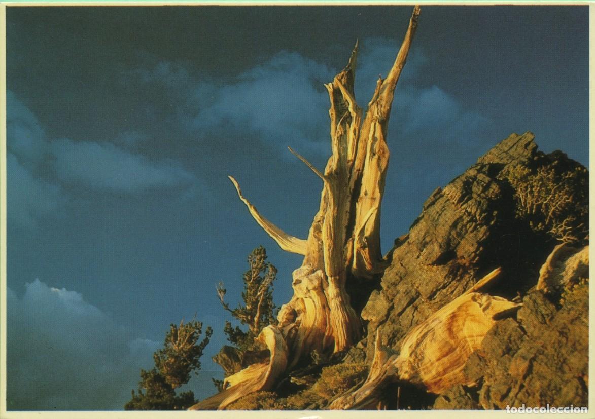 Postales: ANCIENT BRISTLECONE PINE FOREST. White Mountains. California. Sin circular. ED. PLASTICHROME