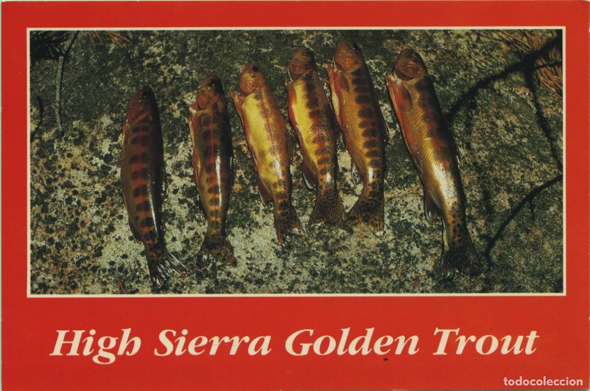 Postales: The Golden Trout of the Sierra Nevada. EE.UU. Sin circular. ED. TIR